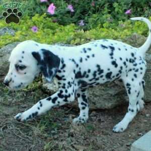 Pepper, Dalmatian Puppy