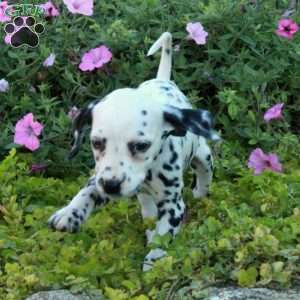 Pepper, Dalmatian Puppy