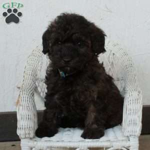 Pepper, Yorkie Poo Puppy