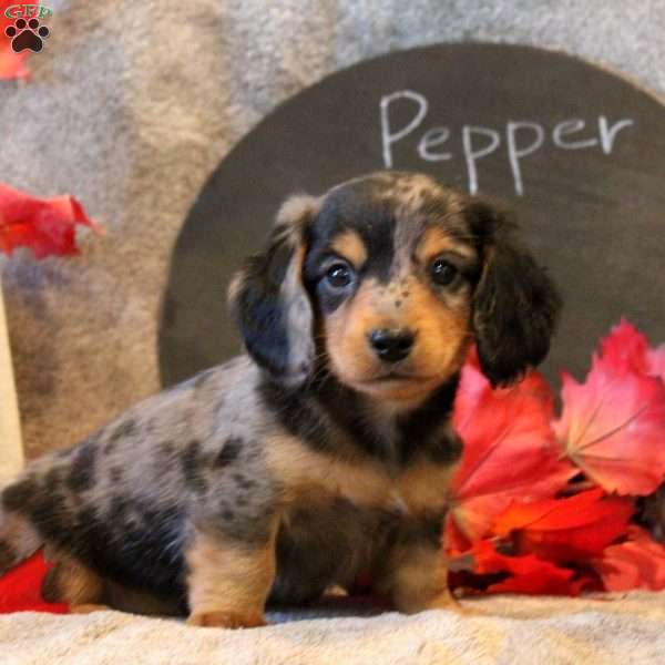 Pepper, Dachshund Puppy