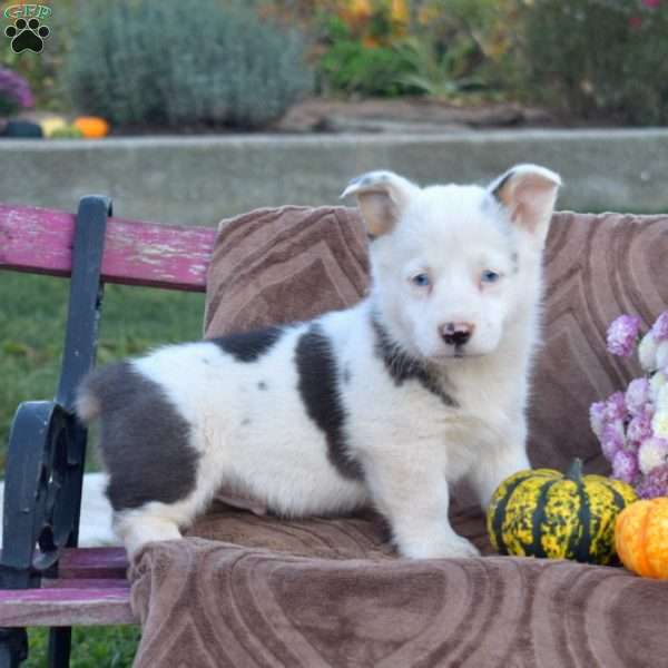 Pepper, Pembroke Welsh Corgi Puppy