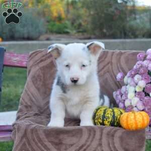 Pepper, Pembroke Welsh Corgi Puppy