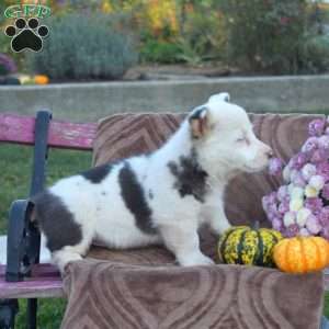 Pepper, Pembroke Welsh Corgi Puppy