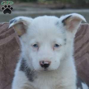 Pepper, Pembroke Welsh Corgi Puppy