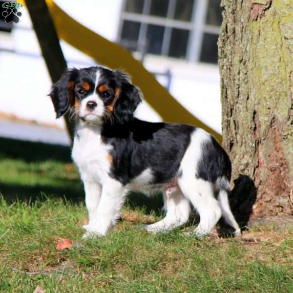 Pepper, Cavalier King Charles Spaniel Puppy