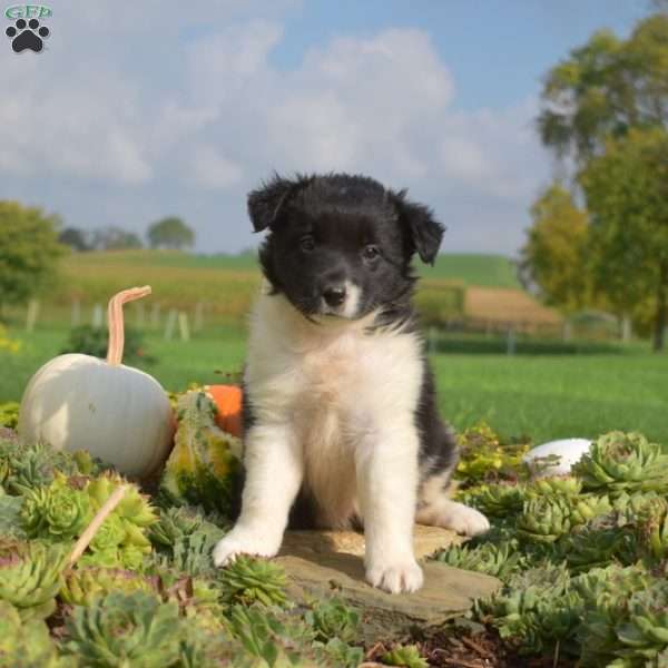 Peppermint, Border Collie Puppy