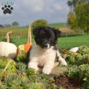 Peppermint, Border Collie Puppy