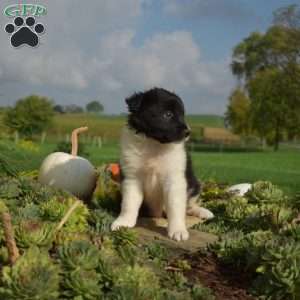 Peppermint, Border Collie Puppy