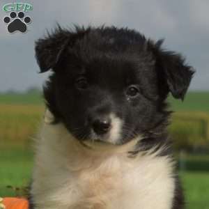 Peppermint, Border Collie Puppy