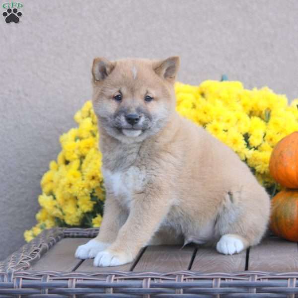 Pepsi, Shiba Inu Puppy