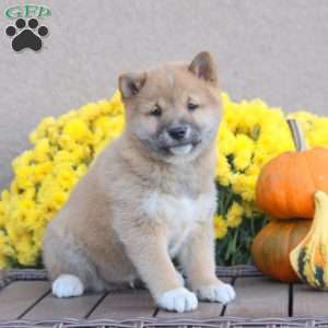 Pepsi, Shiba Inu Puppy