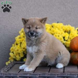 Pepsi, Shiba Inu Puppy