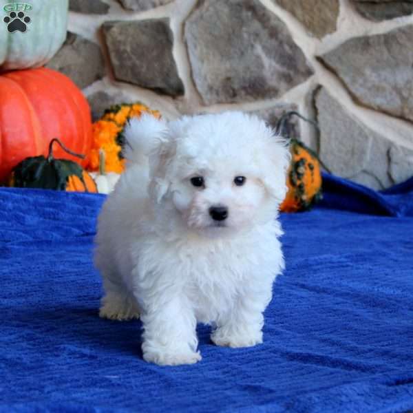 Pepsi, Bichon Frise Puppy