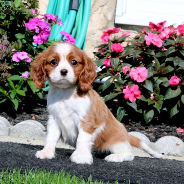 Pepsi, Cavalier King Charles Spaniel Puppy