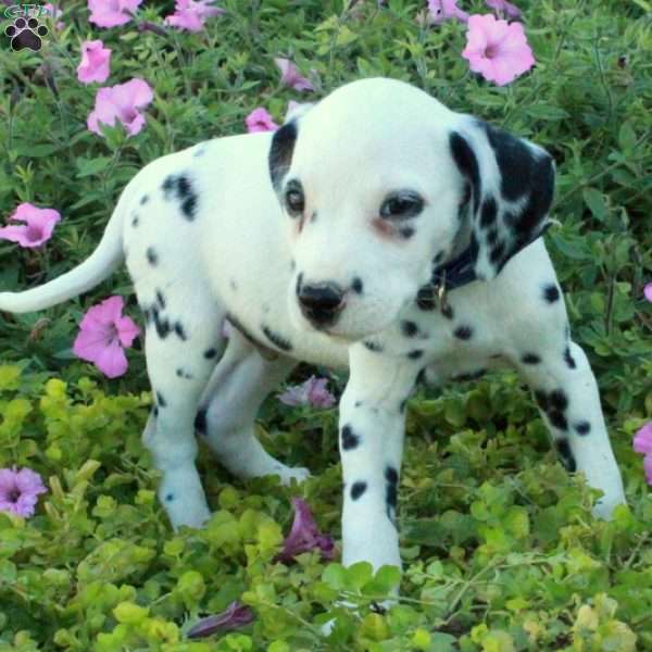 Percy, Dalmatian Puppy