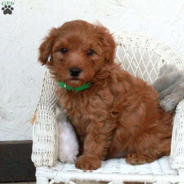 Percy, Yorkie Poo Puppy