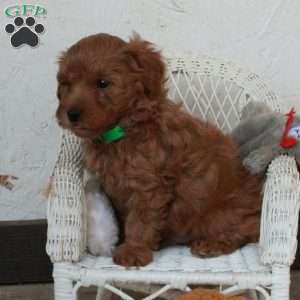 Percy, Yorkie Poo Puppy