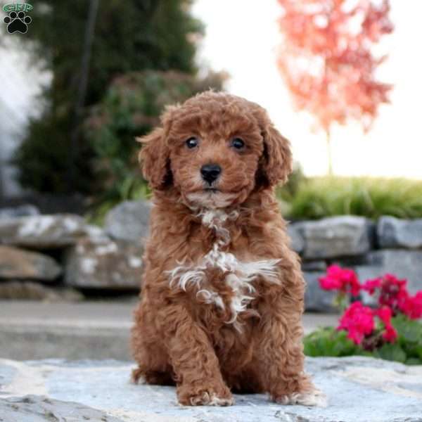 Percy, Toy Poodle Puppy