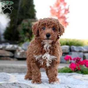 Percy, Toy Poodle Puppy