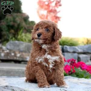 Percy, Toy Poodle Puppy