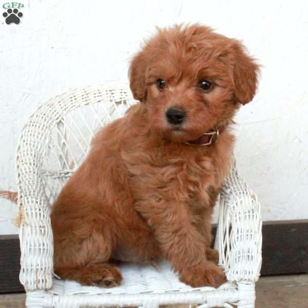 Perry, Yorkie Poo Puppy