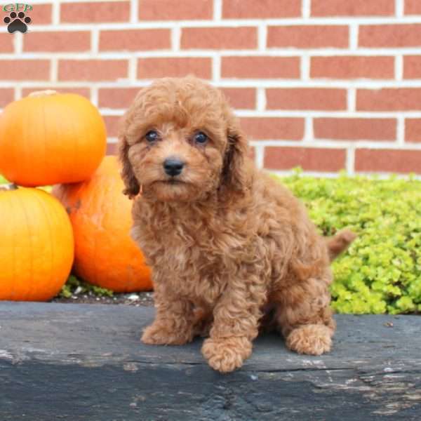 Perry, Cavapoo Puppy