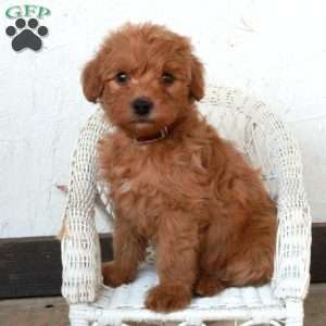 Perry, Yorkie Poo Puppy