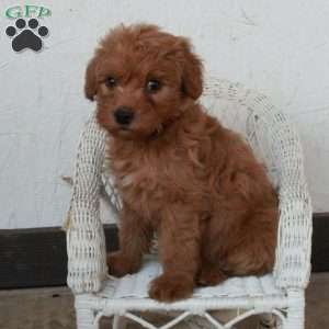 Perry, Yorkie Poo Puppy