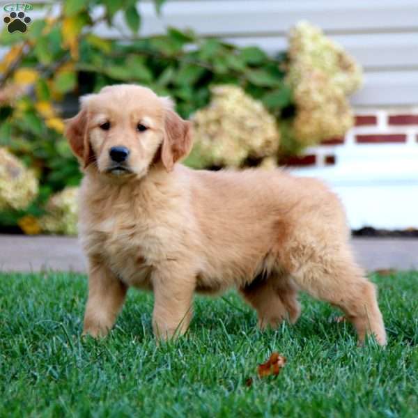 Petals, Golden Retriever Puppy