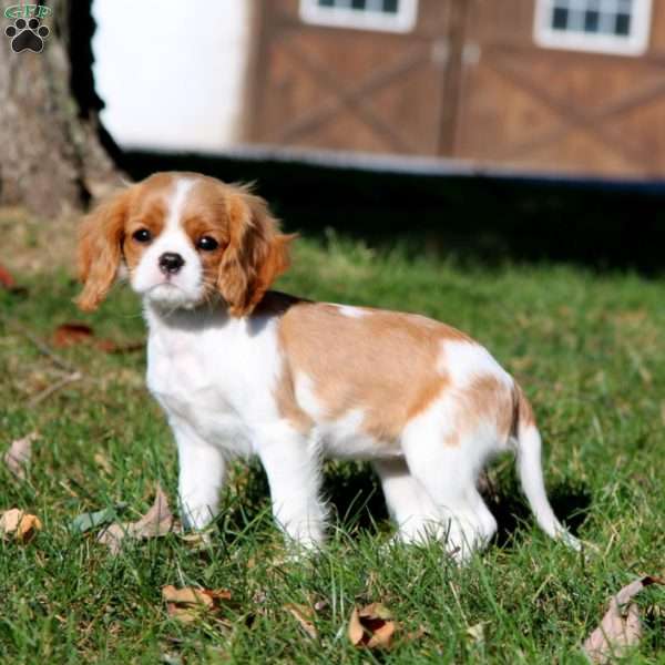 Petals, Cavalier King Charles Spaniel Puppy