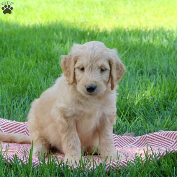 Pete, Goldendoodle Puppy