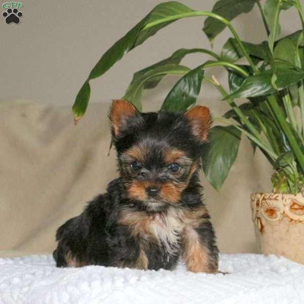 Pete, Yorkie Puppy