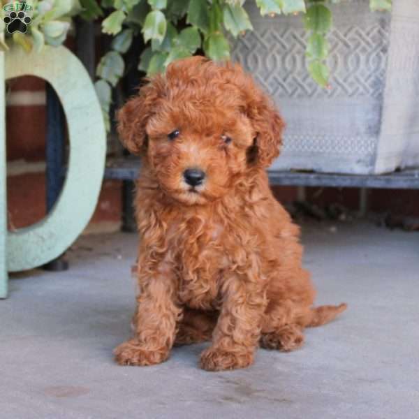 Peter, Cavapoo Puppy