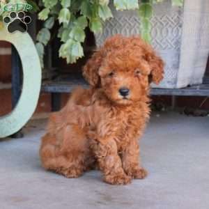 Peter, Cavapoo Puppy