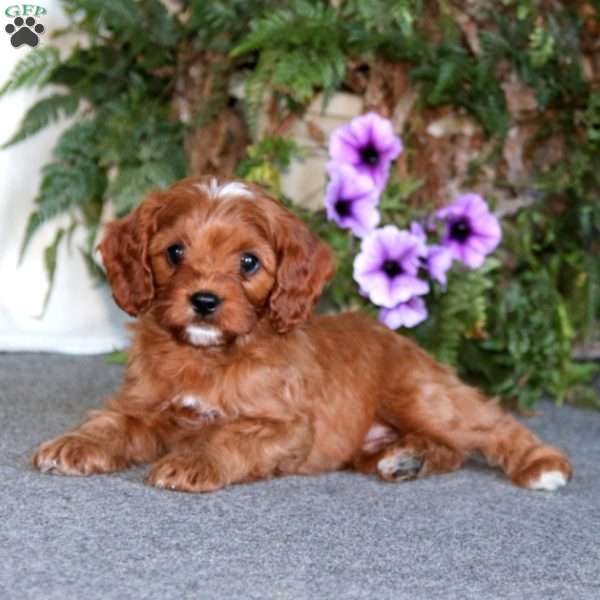 Peter, Cavapoo Puppy