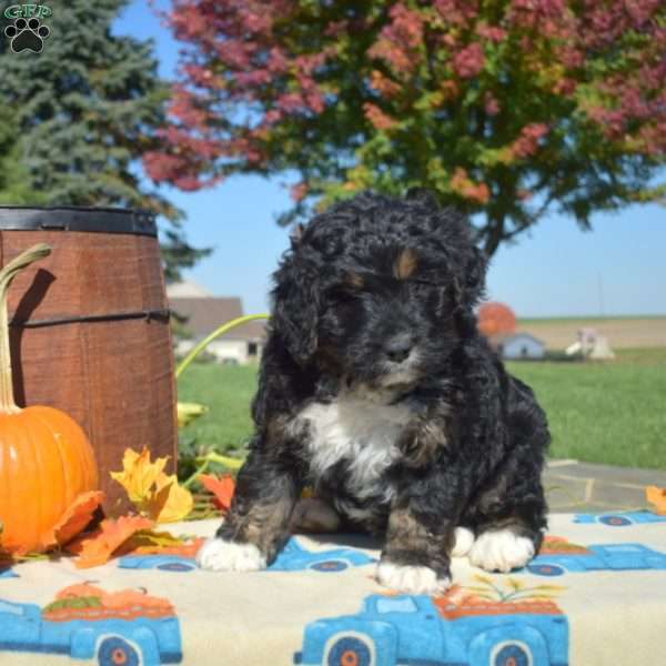 Phantom, Bernedoodle Puppy