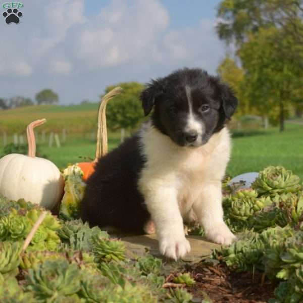 Phantom, Border Collie Puppy