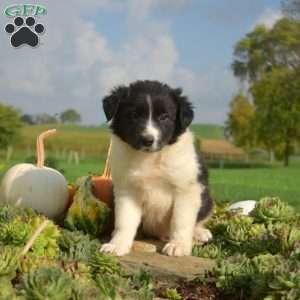 Phantom, Border Collie Puppy