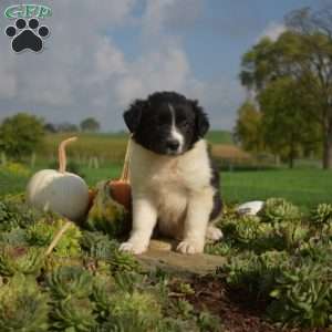 Phantom, Border Collie Puppy