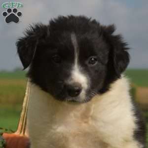 Phantom, Border Collie Puppy