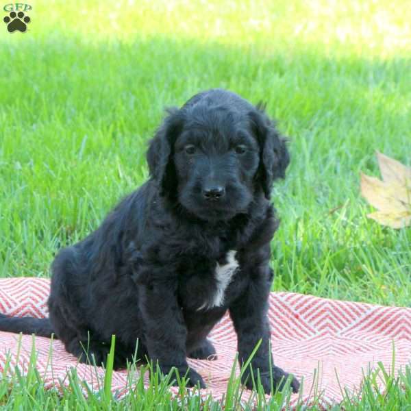 Philip, Goldendoodle Puppy