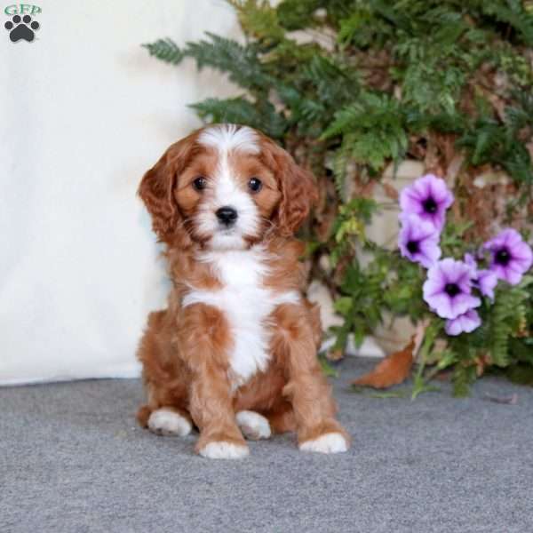 Philip, Cavapoo Puppy