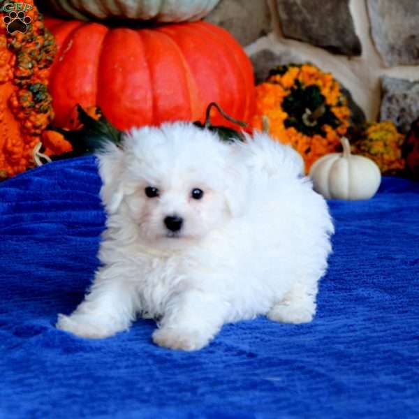 Picco, Bichon Frise Puppy