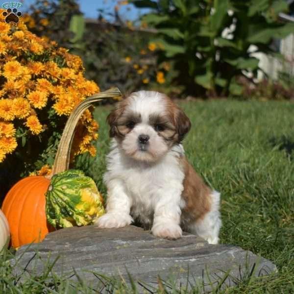 Pickles, Shih Tzu Puppy