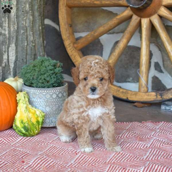 Pickles, Miniature Poodle Puppy