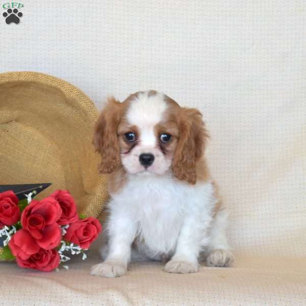 Pickles, Cavalier King Charles Spaniel Puppy