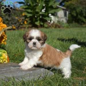 Pickles, Shih Tzu Puppy