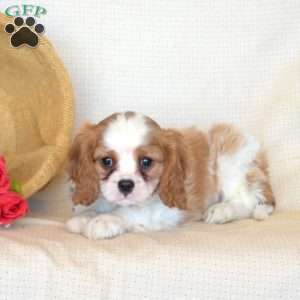 Pickles, Cavalier King Charles Spaniel Puppy