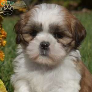 Pickles, Shih Tzu Puppy