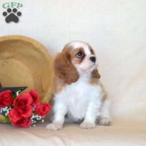 Pickles, Cavalier King Charles Spaniel Puppy